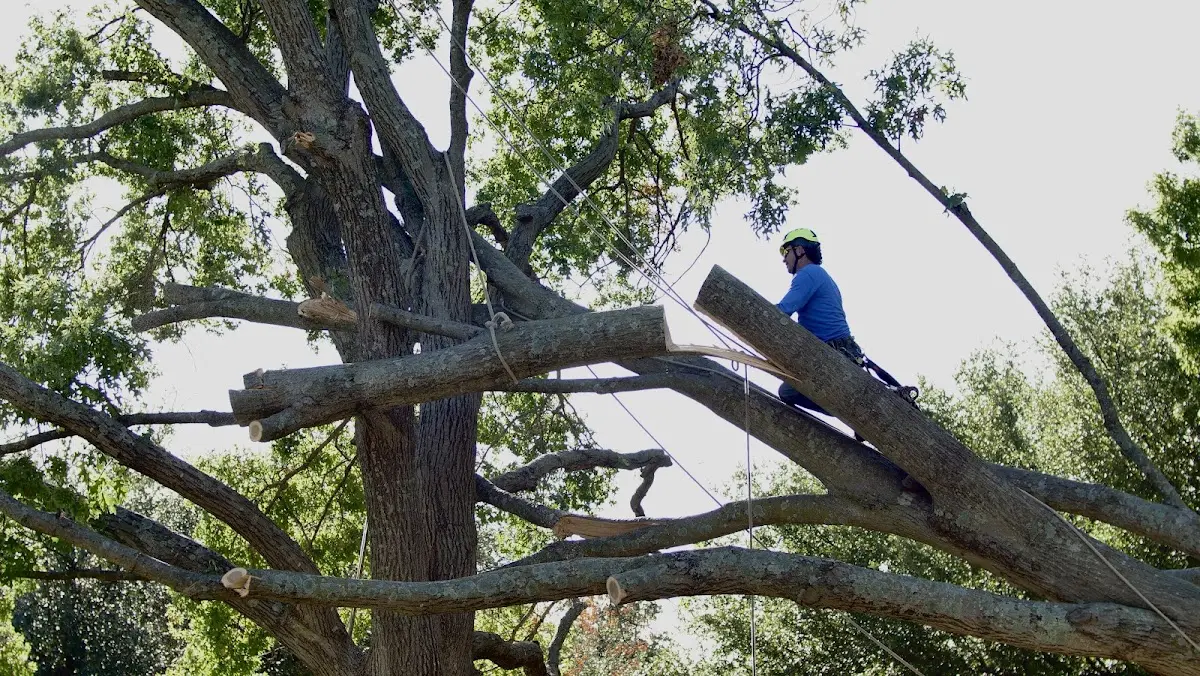 Professional Crown Thinning performed by certified arborists in Wittensville